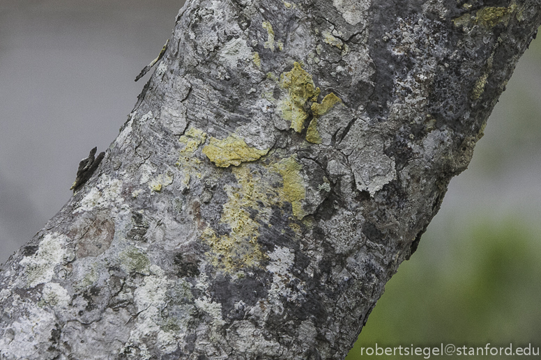 galapagos lichens